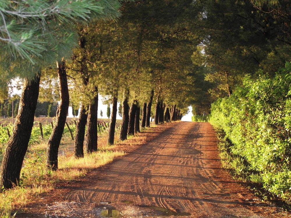 Agriturismo Colleverde Selvatelle エクステリア 写真